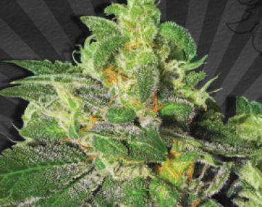 Auto Seeds - Ultra Lemon Haze cannabis seed