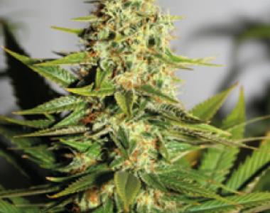 Barneys Farm - Acapulco Gold cannabis seed