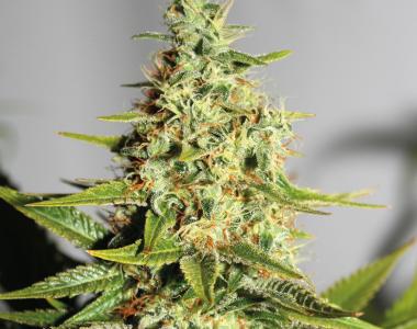 Barneys Farm - Acapulco Gold cannabis seed