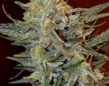 Barneys Farm - Amnesia Lemon cannabis seed
