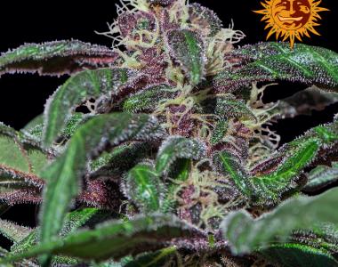 Barneys Farm - Ayahuasca Purple cannabis seed