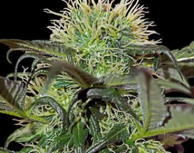 Barneys Farm - Bad Azz Kush cannabis seed
