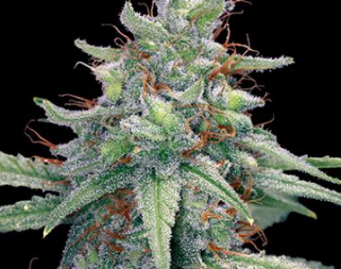 Barneys Farm - Blue Cheese cannabis seed