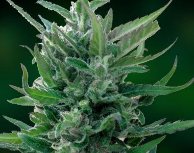 Barneys Farm - Blue Mammoth Auto cannabis seed