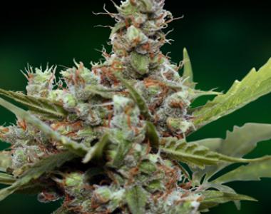 Barneys Farm - CBD Blue Shark cannabis seed