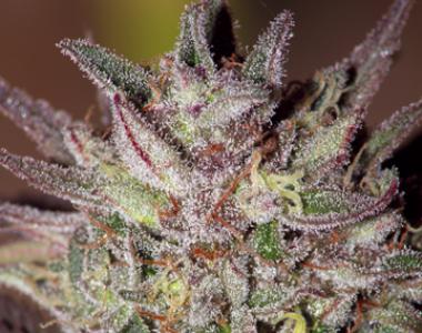 Barneys Farm - CBD Critical Cure cannabis seed