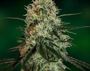 Barneys Farm - Chronic Thunder cannabis seed