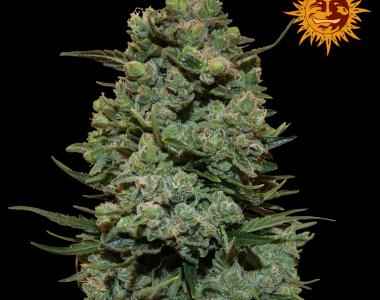 Barneys Farm - Cookies Kush cannabis seed