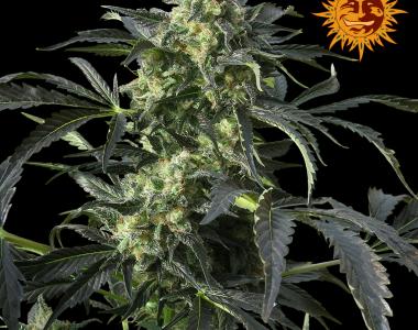 Barneys Farm - Crimea Blue cannabis seed