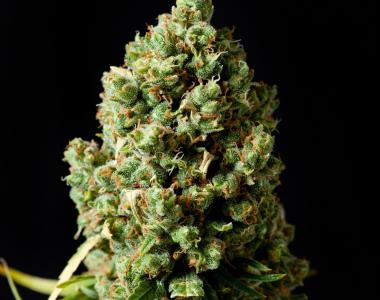 Barneys Farm - Critical Kush cannabis seed