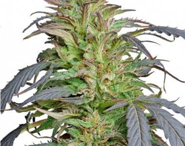 Barneys Farm - Critical Kush cannabis seed