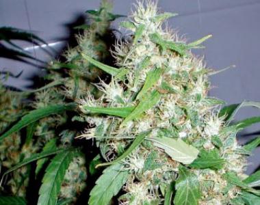 Barneys Farm - Auto Critical Kush cannabis seed
