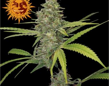 Barneys Farm - G13 Haze cannabis seed