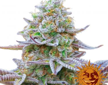 Barneys Farm - Gorilla Zkittlez cannabis seed