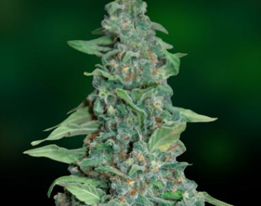 Barneys Farm - Honey B cannabis seed