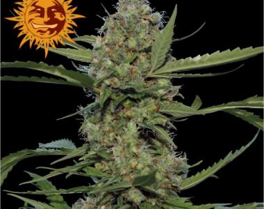 Barneys Farm - Laughing Buddha cannabis seed