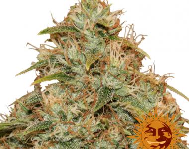 Barneys Farm - Lemon Potion CBD Auto cannabis seed