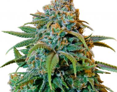 Barneys Farm - Liberty Haze cannabis seed