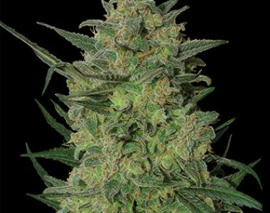 Barneys Farm - L.S.D. cannabis seed