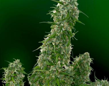 Barneys Farm - Malana Bomb Auto cannabis seed