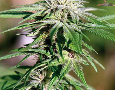 Barneys Farm - Night Shade cannabis seed