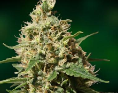Barneys Farm - Peppermint Kush cannabis seed