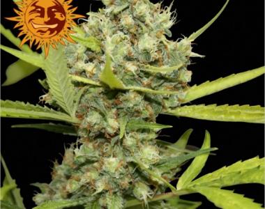 Barneys Farm - Pineapple Chunk cannabis seed