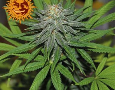 Barneys Farm - Pineapple Express Auto cannabis seed