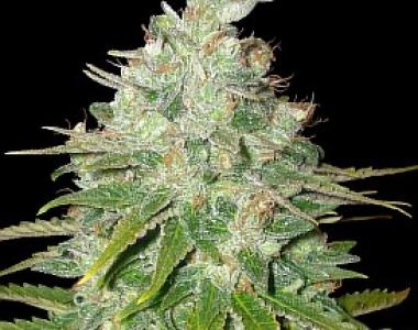 Barneys Farm - Red Diesel cannabis seed