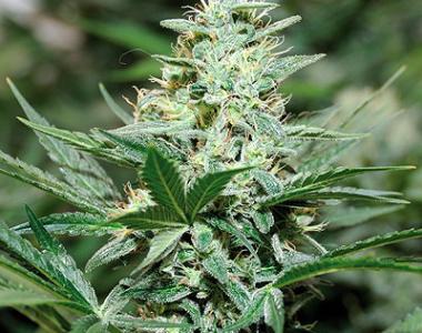 Barneys Farm - Red Dragon cannabis seed