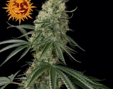 Barneys Farm - Sin Tra Bajo Auto cannabis seed
