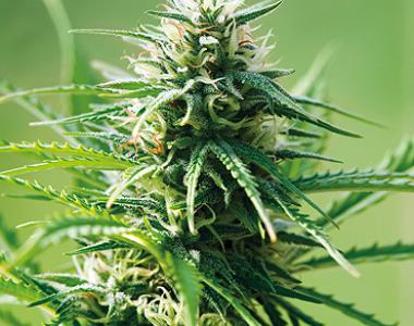 Barneys Farm - Sweet Tooth Auto cannabis seed