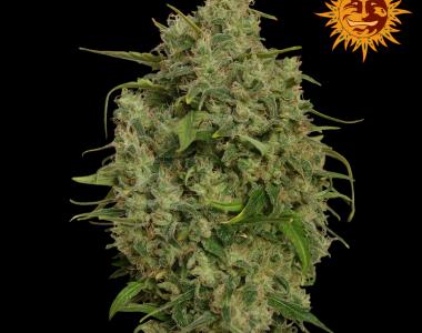 Barneys Farm - Sweet Tooth cannabis seed
