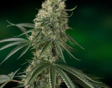 Barneys Farm - Tangerine Dream Auto cannabis seed