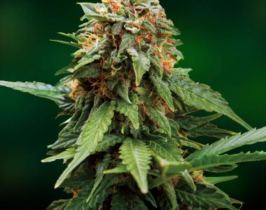 Barneys Farm - Tangerine Dream cannabis seed