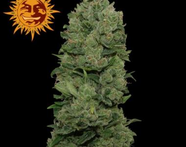 Barneys Farm - Top Dawg cannabis seed