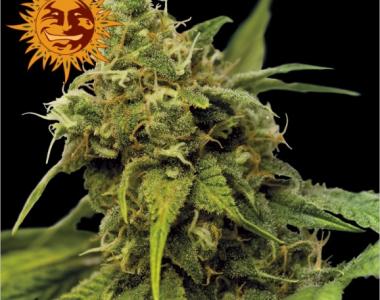 Barneys Farm - Utopia Haze cannabis seed
