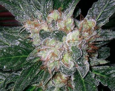 Barneys Farm - Violator Kush cannabis seed