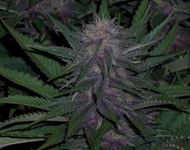 BC Bud Depot - BC Blueberry cannabis seed