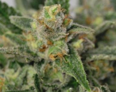 BC Bud Depot - Harlequin Bx4 cannabis seed