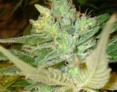 BC Bud Depot - Strawberry Cough cannabis seed
