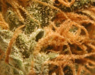 BC Bud Depot - BC Monterey Jack cannabis seed