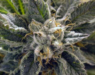 BC Bud Depot - BC God Bud cannabis seed