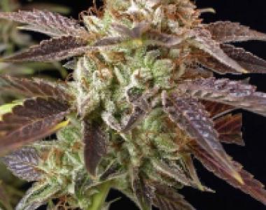 BC Bud Depot - BC Kush cannabis seed
