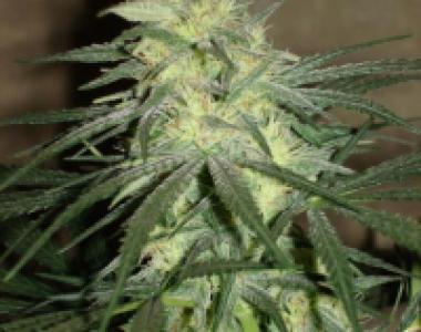 BC Bud Depot - BC Mango cannabis seed