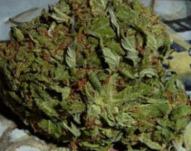 BC Bud Depot - BC Pinewarp cannabis seed