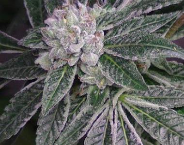 BC Bud Depot - BC Rock Star cannabis seed