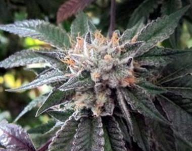 BC Bud Depot - BC Shiatsu Kush cannabis seed
