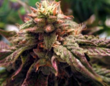 BC Bud Depot - Sweet God cannabis seed