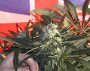 BC Bud Depot - BC Sweet Tooth cannabis seed